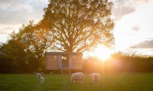 Harrogate Huts - Shepherd Hut in a Field