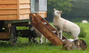 Harrogate Huts - Shepherd Hut with sheep on steps